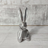 Silver Rabbit Posing