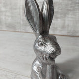 Silver Rabbit Posing
